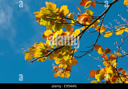 Die bunten Blätter im Herbst von einer Buche auf Box Hill, Surrey gegen einen dunkelblauen Himmel Stockfoto