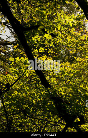 Die grünen, grünen Baldachin von einer Buche genommen im Herbst, kurz bevor die Blätter Farbe geändert Stockfoto