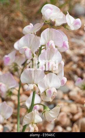 Weiße und rosa Blüten der schmalen Leaved Everlasting Pea Kies Strand Hintergrund bei Shoreham by Sea Stockfoto