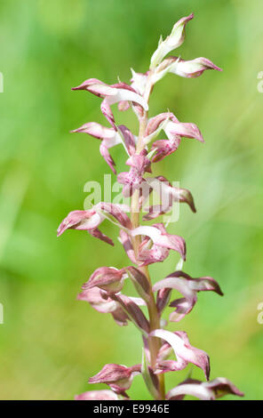 Ein Blütenstand der Regel mediterrane Fehler Orchidee in der nördlichen Türkei nahe der Küste des Schwarzen Meeres gefunden Stockfoto