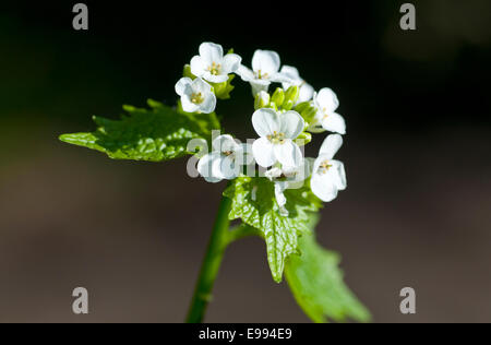 Blüten und Blätter der Knoblauchsrauke (Alliaria Petiolata) vor einem dunklen Hintergrund Stockfoto