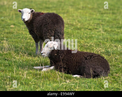 dh Herdwick SHEEP UK Black Fleeced Cumbrian Lake District Herdwick Schaf cumbria ewe im Feld Stockfoto