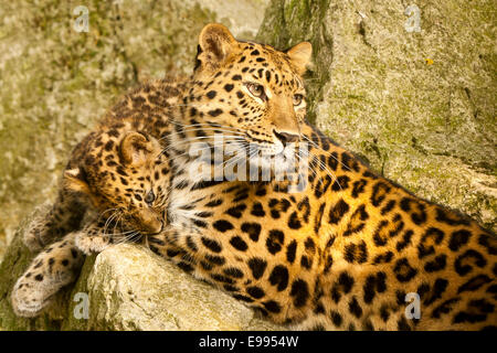 Extrem seltene Amur Leoparden (Panthera Pardus Orientalis) Mutter und Cub Verlegung auf Felsen Stockfoto