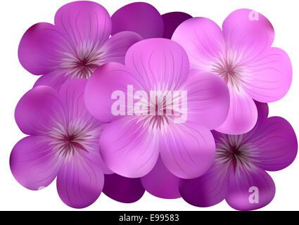 Phlox Blumen isoliert auf weißem Hintergrund Stockfoto