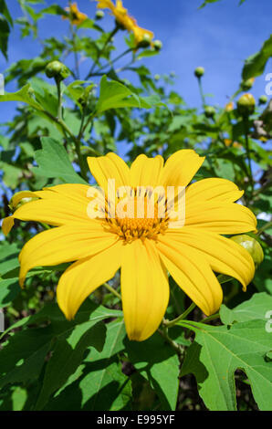 Mexikanische Sonnenblume Unkraut oder Tithonia Diversifolia, Blüten sind leuchtend gelb Stockfoto