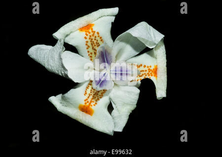 Nahaufnahme der Weißen Afrikanischen Iris (Dietes iridioides) mit schwarzem Hintergrund. Stockfoto