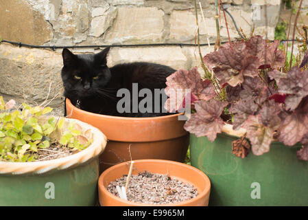 Weibliche, schwarze Hauskatze zusammengerollt in einem Blumentopf Stockfoto