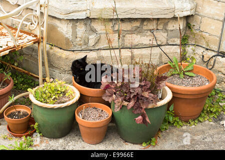 Weibliche, schwarze Hauskatze zusammengerollt in einem Blumentopf Stockfoto