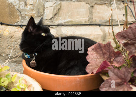 Weibliche, schwarze Hauskatze zusammengerollt in einem Blumentopf Stockfoto