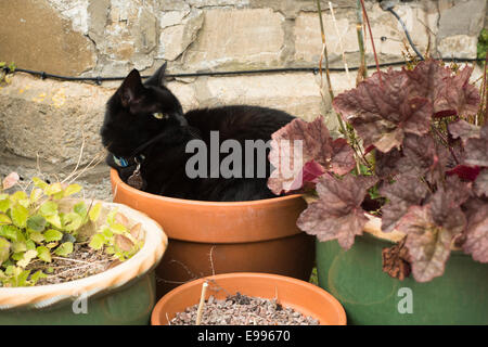 Weibliche, schwarze Hauskatze zusammengerollt in einem Blumentopf Stockfoto