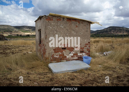 Temporäre Einwanderer aus Rumänien gekommen, um moralische de Calatrava, Ciudad Real, Spanien, in der Weinlese zu arbeiten. Stockfoto