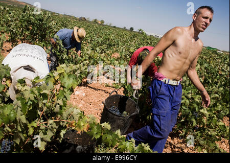 Leiharbeitnehmer abholen Tempranillo-Trauben in Valdepeñas, Ciudad Real, Spanien. Weingut saisonale Gruppe Arbeiter arbeiten Kommissionierung Stockfoto
