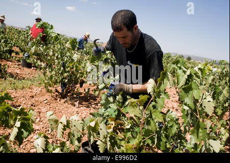 Leiharbeitnehmer abholen Tempranillo-Trauben in Valdepeñas, Ciudad Real, Spanien. Weingut saisonale Gruppe Arbeiter arbeiten Kommissionierung Stockfoto