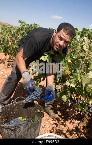 Leiharbeitnehmer abholen Tempranillo-Trauben in Valdepeñas, Ciudad Real, Spanien. Weingut saisonale Gruppe Arbeiter arbeiten Kommissionierung Stockfoto