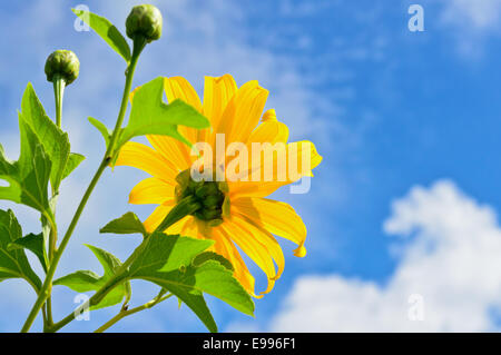 Mexikanische Sonnenblume Unkraut oder Tithonia Diversifolia, Blüten sind leuchtend gelb auf blauen Himmelshintergrund Stockfoto