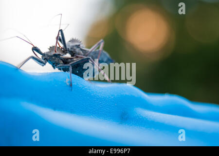 Bizarre Segeln zurück Dinosaurier Bugs (auch bekannt als Rad Bugs), Deckel Paarung bei Sonnenuntergang auf einem Papierkorb. Stockfoto