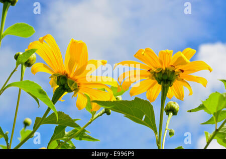 Mexikanische Sonnenblume Unkraut oder Tithonia Diversifolia, Blüten sind leuchtend gelb auf blauen Himmelshintergrund Stockfoto