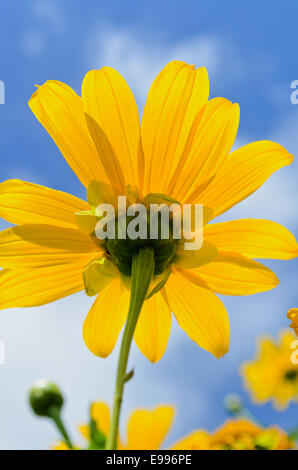 Schließen Sie sich mexikanische Sonnenblume Unkraut oder Tithonia Diversifolia, schöne Blüten sind leuchtend gelb auf blauen Himmelshintergrund Stockfoto