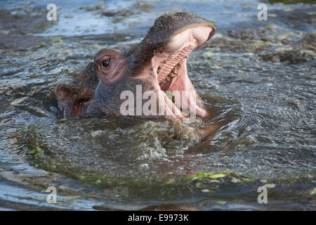 Ein junger gemeinsame Nilpferd Kalb seinen Mund zu öffnen, im Wasser Stockfoto