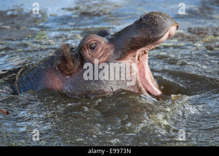 Ein junger gemeinsame Nilpferd Kalb seinen Mund zu öffnen, im Wasser Stockfoto