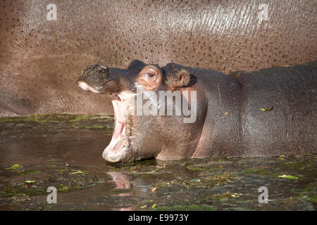 Ein junger gemeinsame Nilpferd Kalb seinen Mund zu öffnen, im Wasser Stockfoto