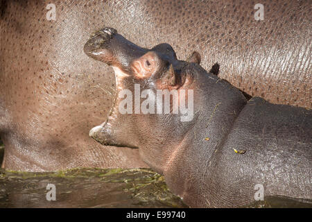 Ein junger gemeinsame Nilpferd Kalb seinen Mund zu öffnen, im Wasser Stockfoto