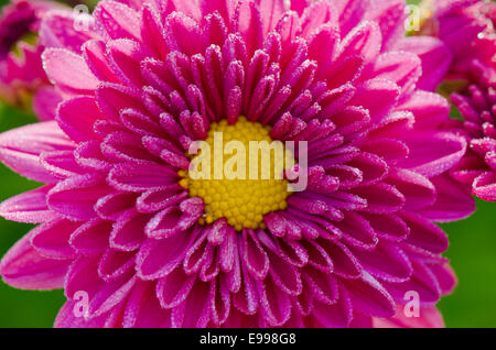 Ansicht von oben hautnah Fuchsia Chrysantheme Morifolium Blumen gefüllt mit Morgentau. Stockfoto