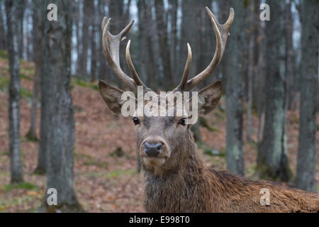 Nahaufnahme einer männlichen Rotwild im Omega Park. Stockfoto