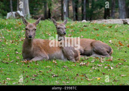 Ein paar weibliche Rotwild im Omega Park. Stockfoto