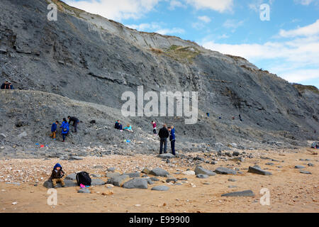 Fossilen Jäger auf den Klippen am Charnmouth Strand Dorset Stockfoto