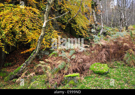 Silber-Birken und Bracken am Rand des Steinbruchs am Bolehill im Peak District im Herbst. Stockfoto