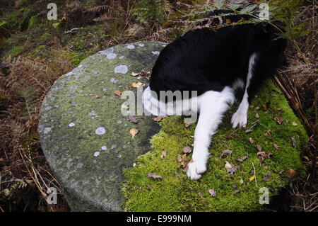 Neugierige Border Collie Hund Mitte ein Mühlstein im Bolehill Steinbruch im Peak District zu untersuchen. Stockfoto