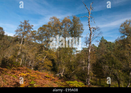 Ein einsamer toter Baum inmitten der Wälder und bracken Stockfoto