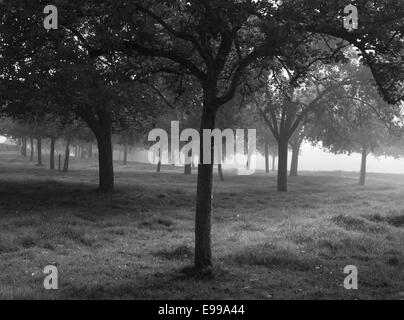 Neblige britische Apfelwein Apfelplantage im frühen Morgenlicht der Morgendämmerung im Wye Valley in Herefordshire, England. Stockfoto