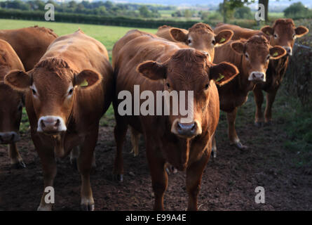 Eine Reihe von neugierigen Rinder stehen in einer Linie schaut in die Kamera in einem Feld Gras in Herefordshire, England Stockfoto