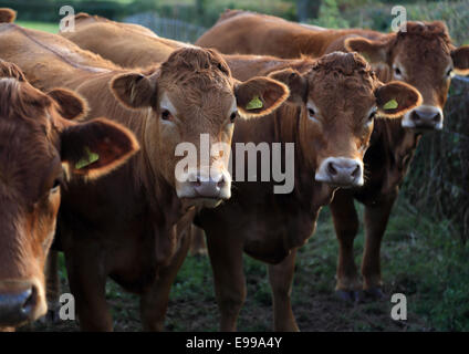 Neugierige Kühe stehen in einer Reihe auf einem Bauernhof in der Abendsonne in Herefordshire, England Stockfoto