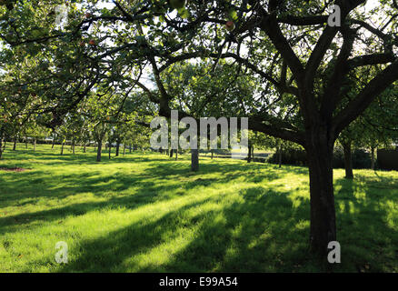 Helle Morgensonne streaming über einen alten Obstgarten der Apfelwein in Herefordshire Stockfoto