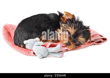2 Monate alte Yorkshire Terrier Welpen schlafen auf rosa Handtuch mit Spielzeug isoliert auf weißem Hintergrund Stockfoto