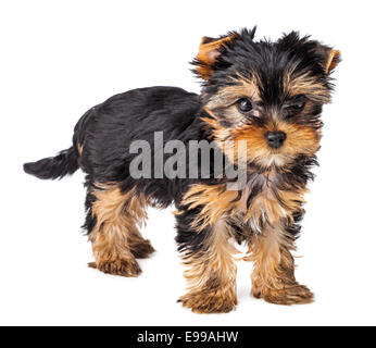 Yorkshire Terrier Welpe stehend, 2 Monate alt, isoliert auf weißem Hintergrund Stockfoto