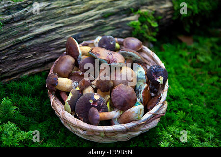 Gesammelte Pilze in einem Korb in den Wald Stockfoto