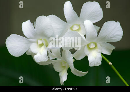 Spektakuläre Orchidee in voller Blüte in einem Wintergarten/Gewächshaus. Schuss mit einem Teleobjektiv Tiefenschärfe zu erstellen. Stockfoto