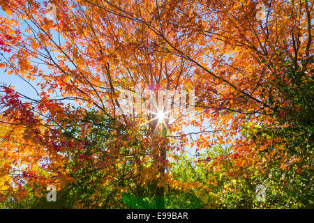 Ein Baum im Herbst mit der Sonne durch Stockfoto