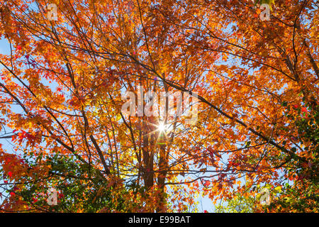 Ein Baum im Herbst mit der Sonne durch Stockfoto
