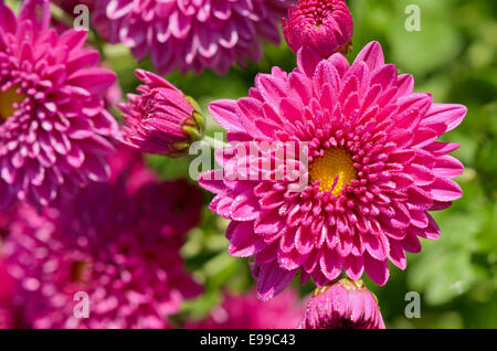 Ansicht von oben hautnah Fuchsia Chrysantheme Morifolium Blumen gefüllt mit Morgentau. Stockfoto