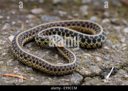 Junge osteuropäische Strumpfband-Schlange (Thamnophis Sirtalis Sirtalis) auf Bürgersteig - Virginia USA Stockfoto