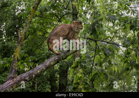 Erwachsenen Bobcat auf einen Baum im Regen, in der Nähe von Sandstein, Minnesota, USA Stockfoto