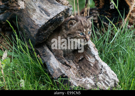 Bobcat Kätzchen entstehen aus einem hohlen Stamm, in der Nähe von Sandstein, Minnesota, USA Stockfoto