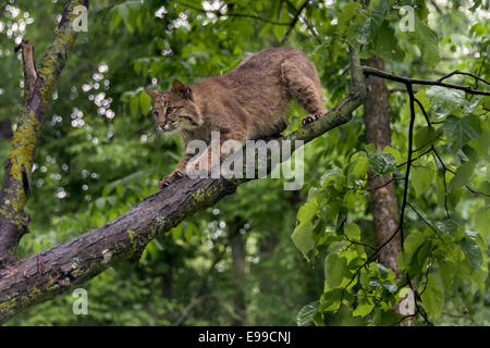 Bobcat auf einem Ast im Regen, in der Nähe von Sandstein, Minnesota, USA Stockfoto