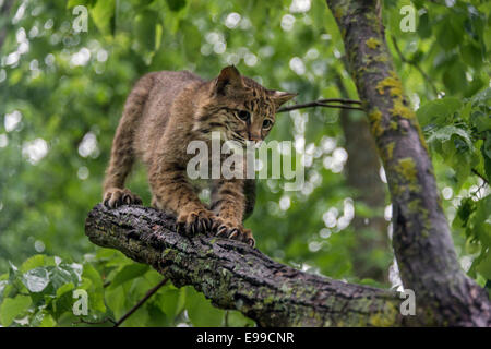 Bobcat schärfen ihre Krallen an einem Ast in der Nähe von Sandstein, Minnesota, USA Stockfoto