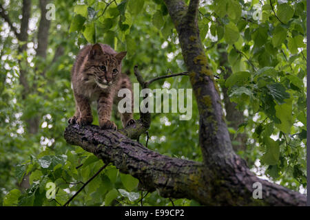 Bobcat stehen in einem Baum in der Nähe von Sandstein, Minnesota, USA Stockfoto